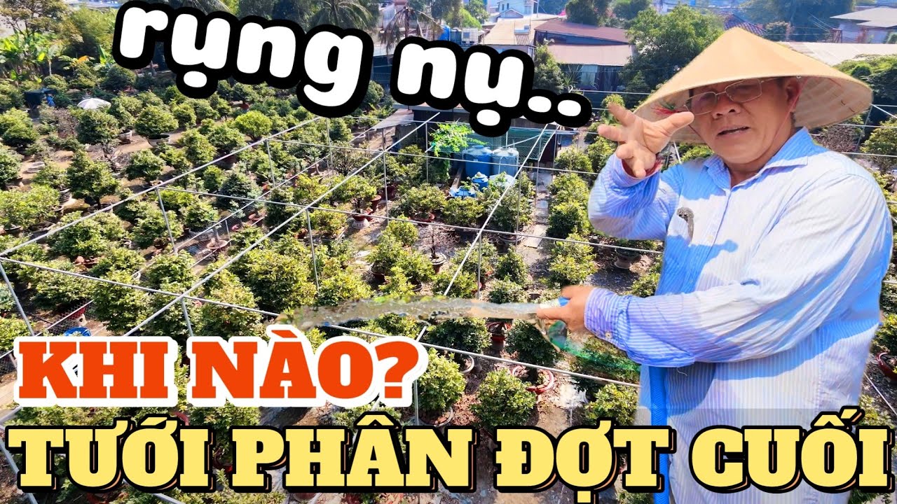 Tưới phân đợt cuối 9/12 âl Út Đực cảnh báo rụng nụ nếu AE đi phân để đẩy nụ to trước ngày lặt lá mai