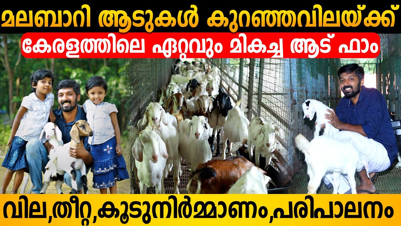 കേരളത്തിലെ ഏറ്റവും മികച്ച ആട് ഫാം | Goat Farming | Malabari Goat Farm