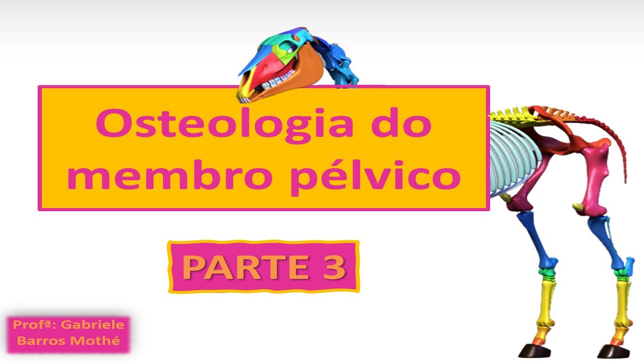 OSTEOLOGIA DO MEMBRO PÉLVICO - parte 3 (anatomia veterinária)