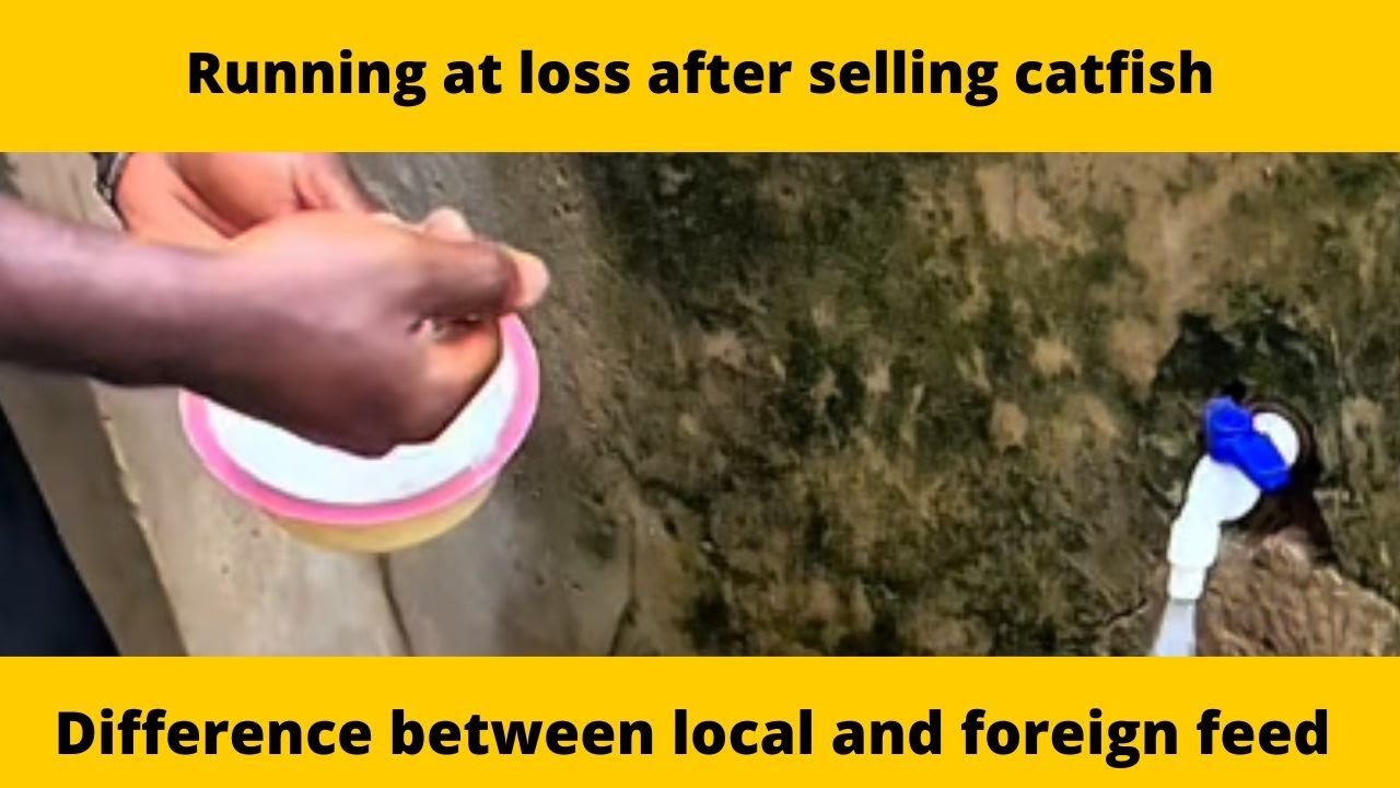 Running at loss after selling catfish, Difference between local and foreign feed