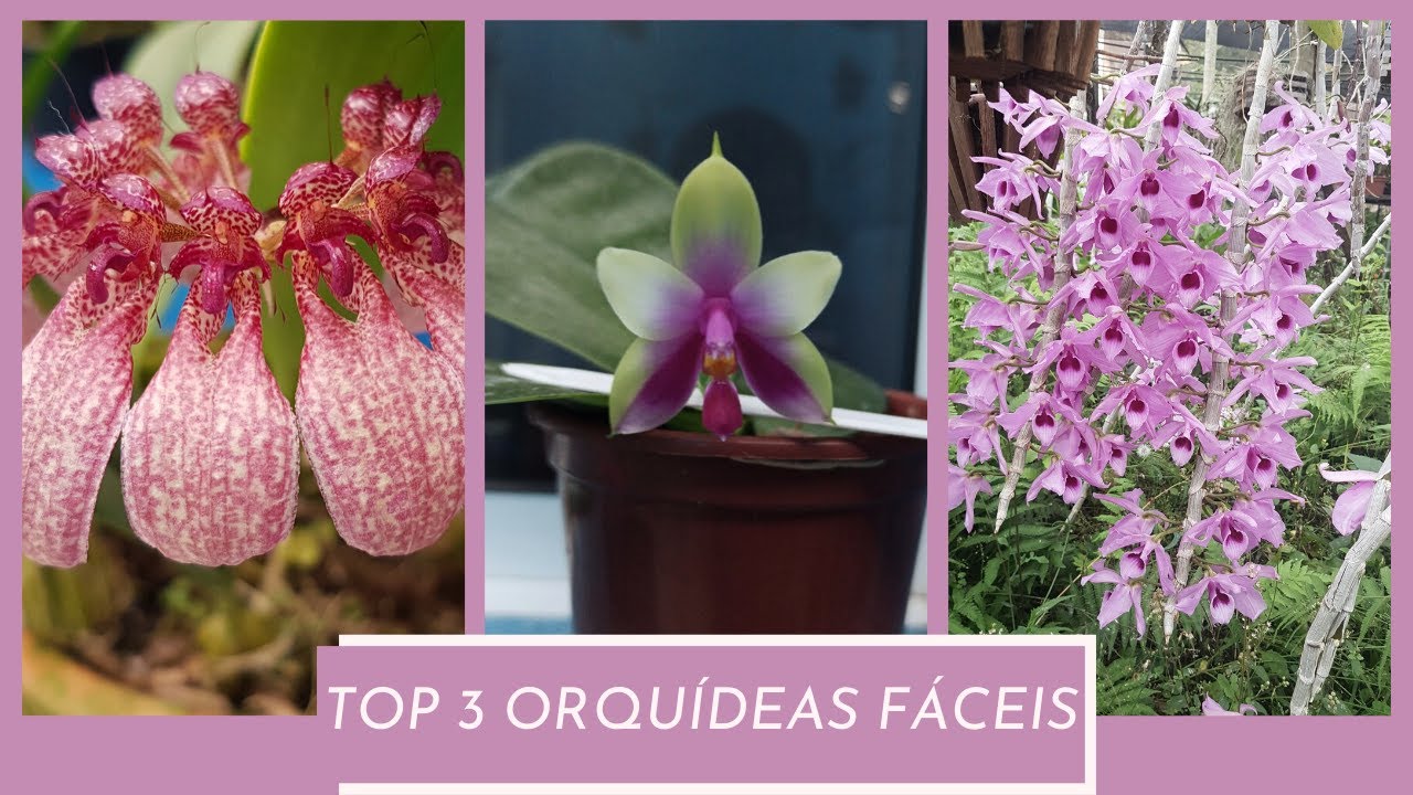 TOP 3 Orquídeas mais fácil para iniciantes
