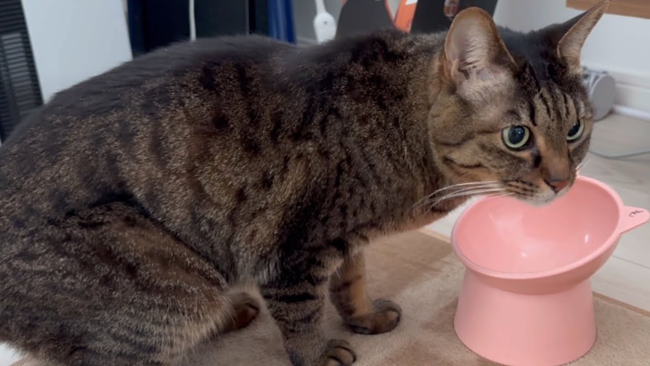 【食いしん坊猫】もものご飯ルーティン【いっぱい食べる君が好き】