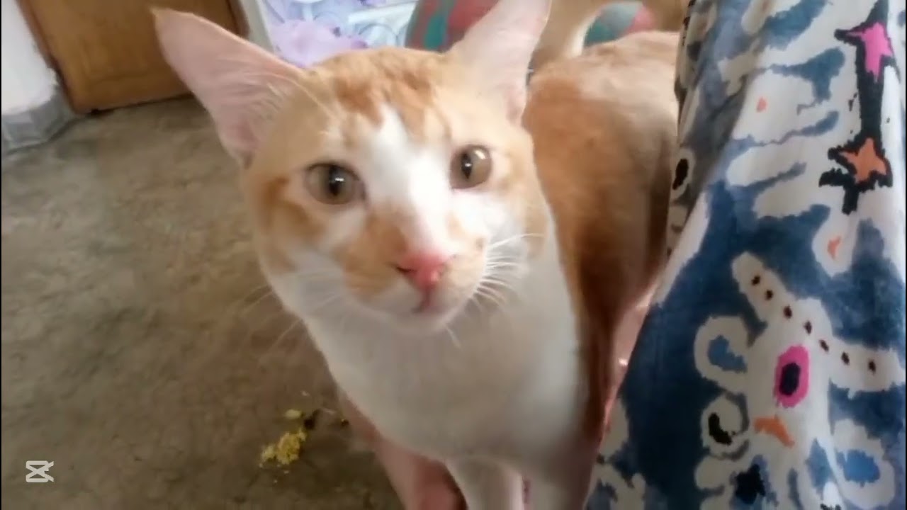 নানা আমার একটুও আদর করে না_ funny cat videos cat shorts  #doreme_sweets_cat #shorts  @dojacat