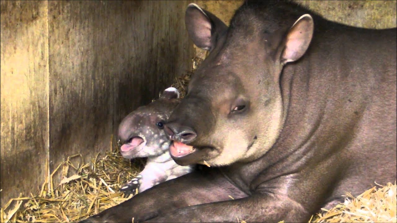 Sleepy Baby Tapir