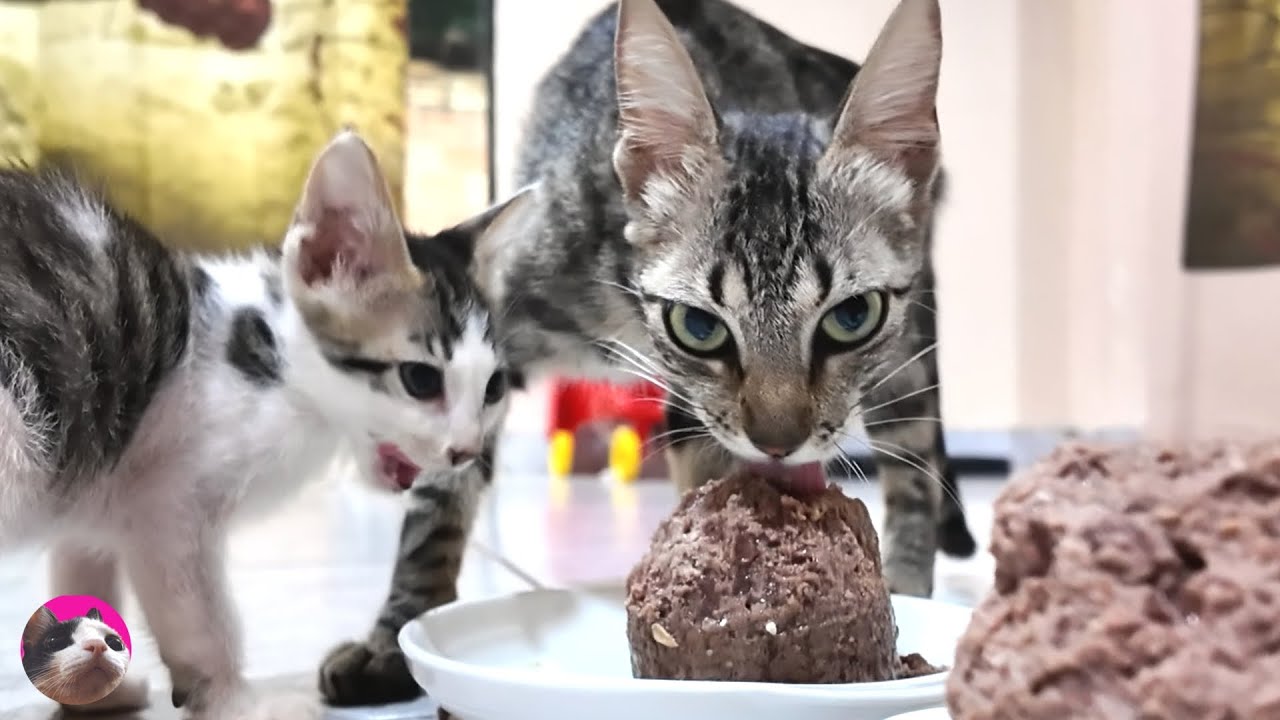 Много корма для голодных котят и их тощей мамы весом 1,9 кг... Да благословит их Господь!
