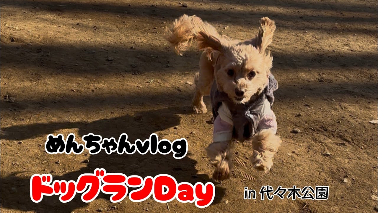 ドッグランに行ってきたよ🐶❣️in代々木公園　めんちゃん大爆走💨💨💨