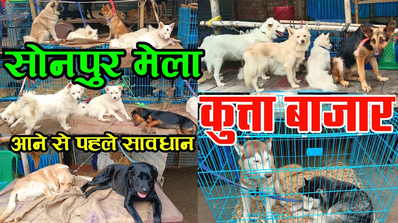 sonpur mela dog market | sonpur mela dog price | sonpur mela 2023 | sonpur mela dog bazar