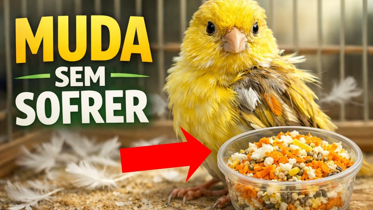 CANÁRIO FRACO NA MUDA? Essa é a MELHOR VITAMINA CASEIRA pra SALVAR a SAÚDE dele