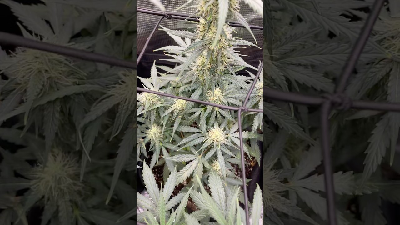 What what seed bank should I try next ! Also got a code cashup123hci on spider 🕷️ #trending