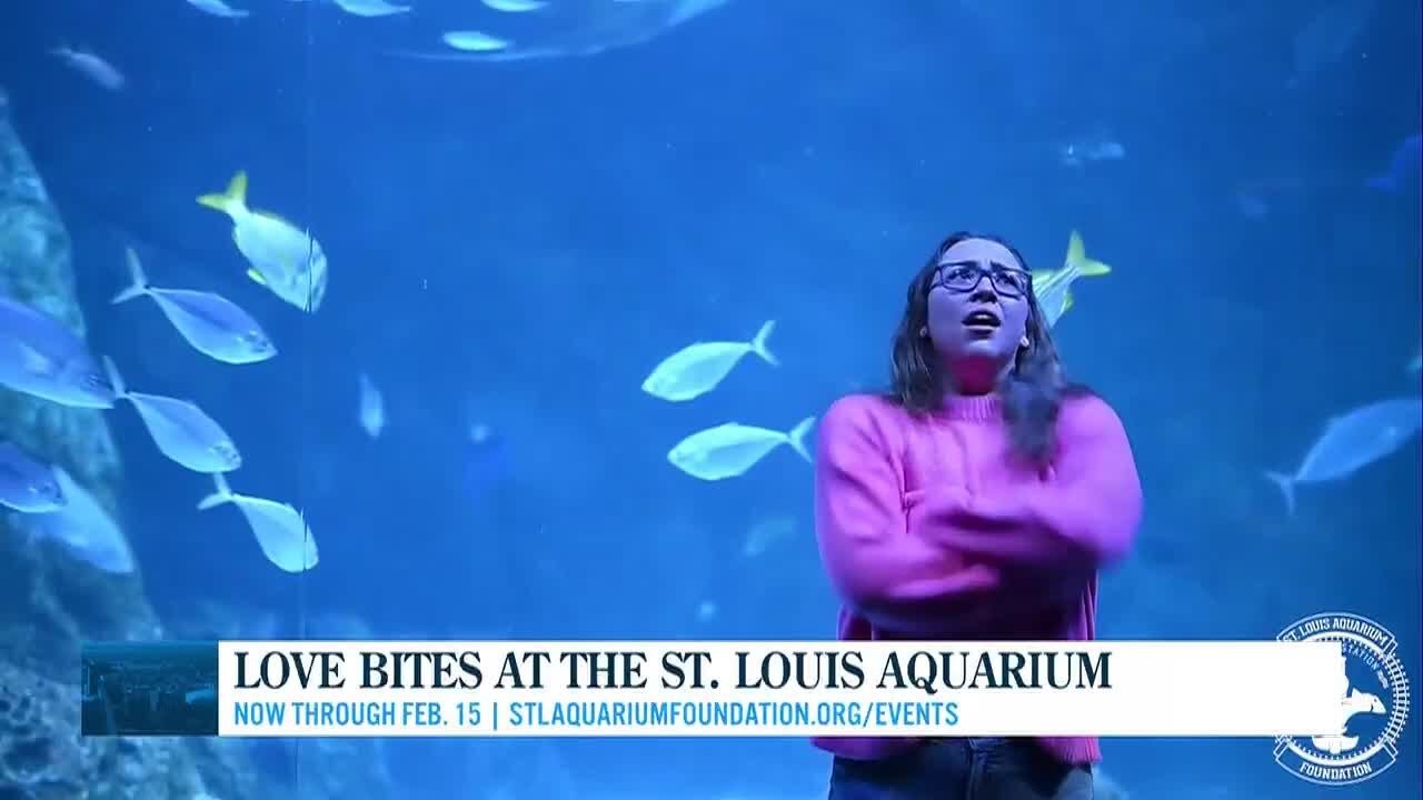 Love Bites at the St. Louis Aquarium