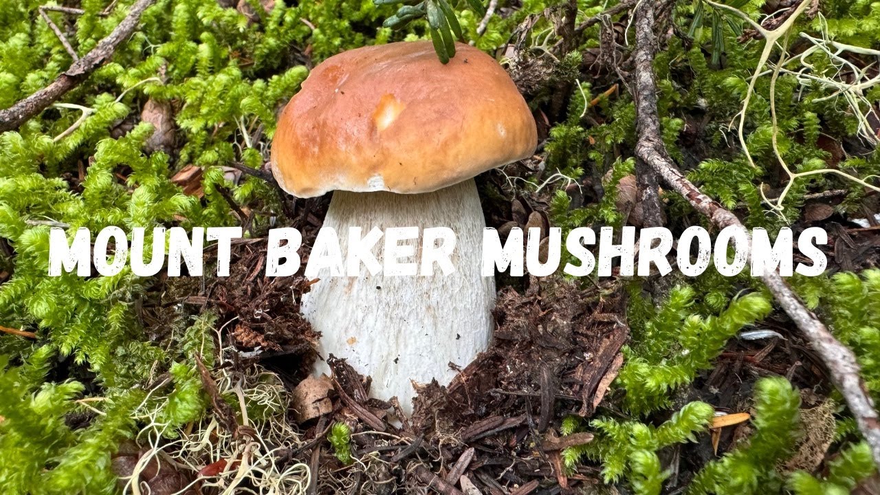 Mushroom Hunting Beautiful King Boletes at Mt. Baker WA