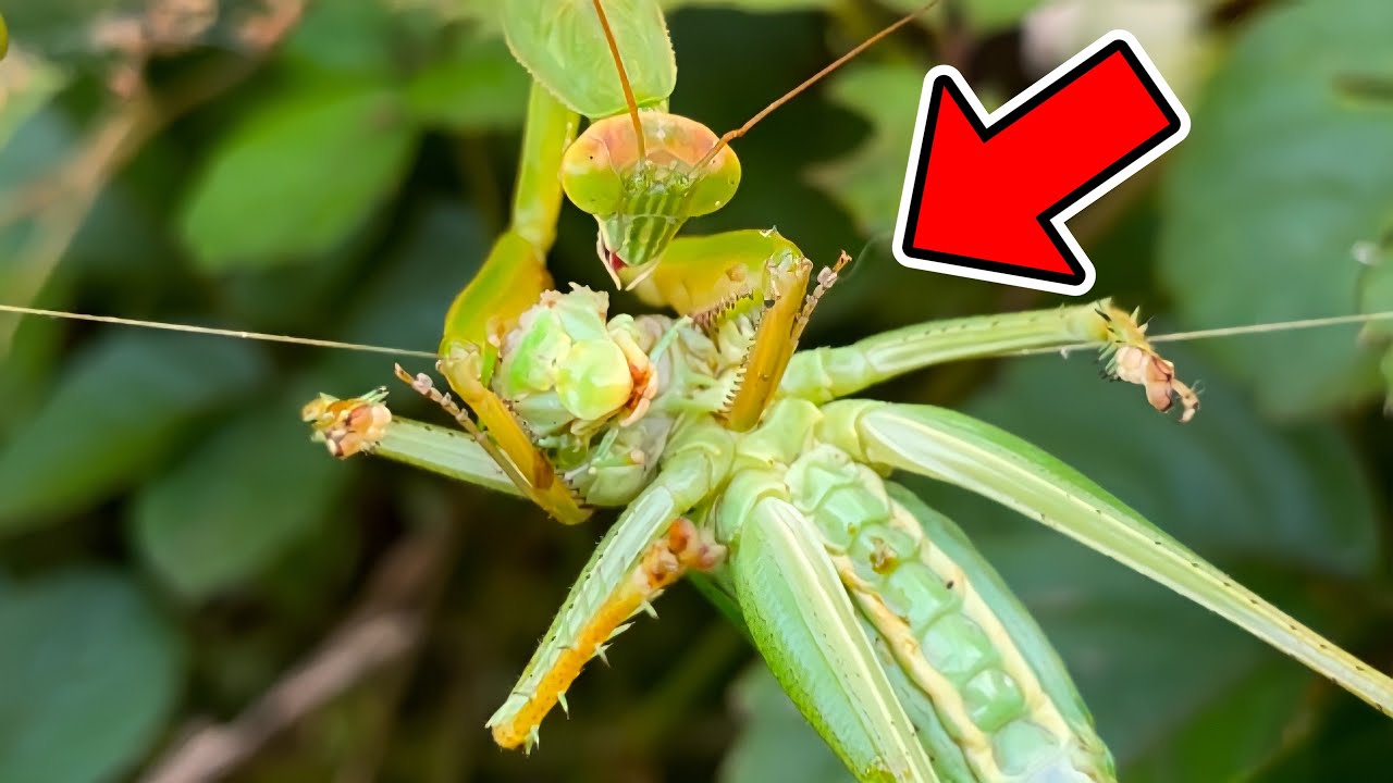 カマキリがとんでもない虫を捕らえてる【カマキリ採集】