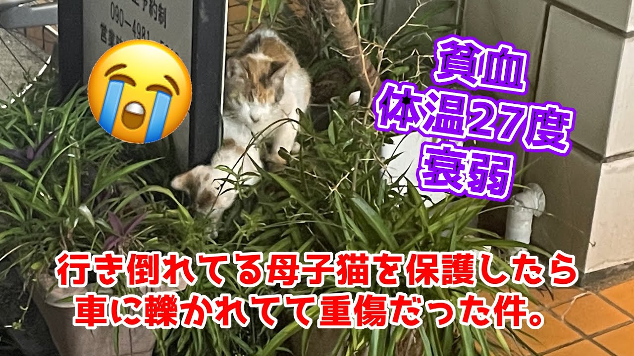 【アニマルレスキュー】轢かれて行き倒れ母子猫。奇跡の2匹同時捕獲の瞬間と神業テクニックの捕獲