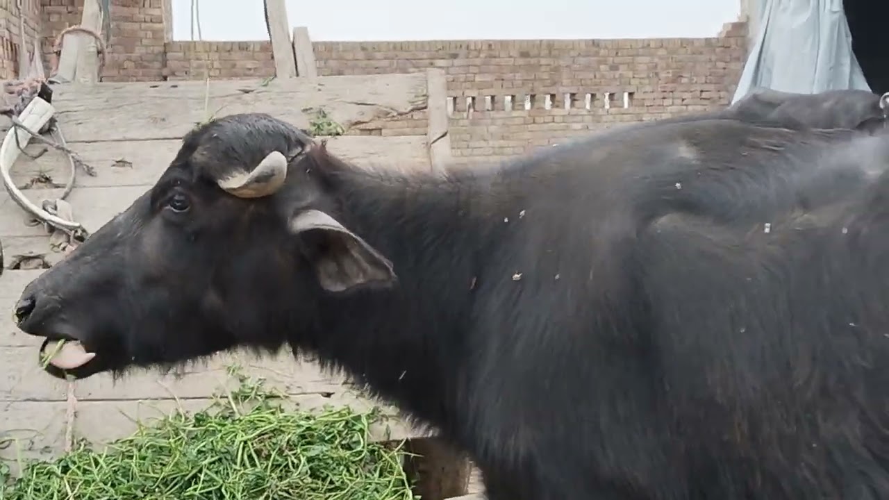   Cholistani Jersey Friesian Sahiwal cross Cow (03024029695)22 January 2026