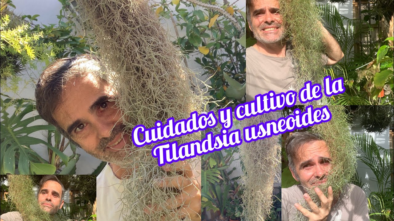Cuidados y cultivo de la Tilandsia usneoides CAP 232