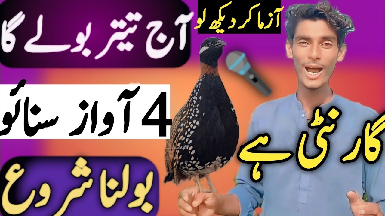 105% Guarantee Hy Teetar bole Ga 🥺✔️ Kale Teetar ki awaaz|Kala Teetar ki awaz|Black Teetar voice