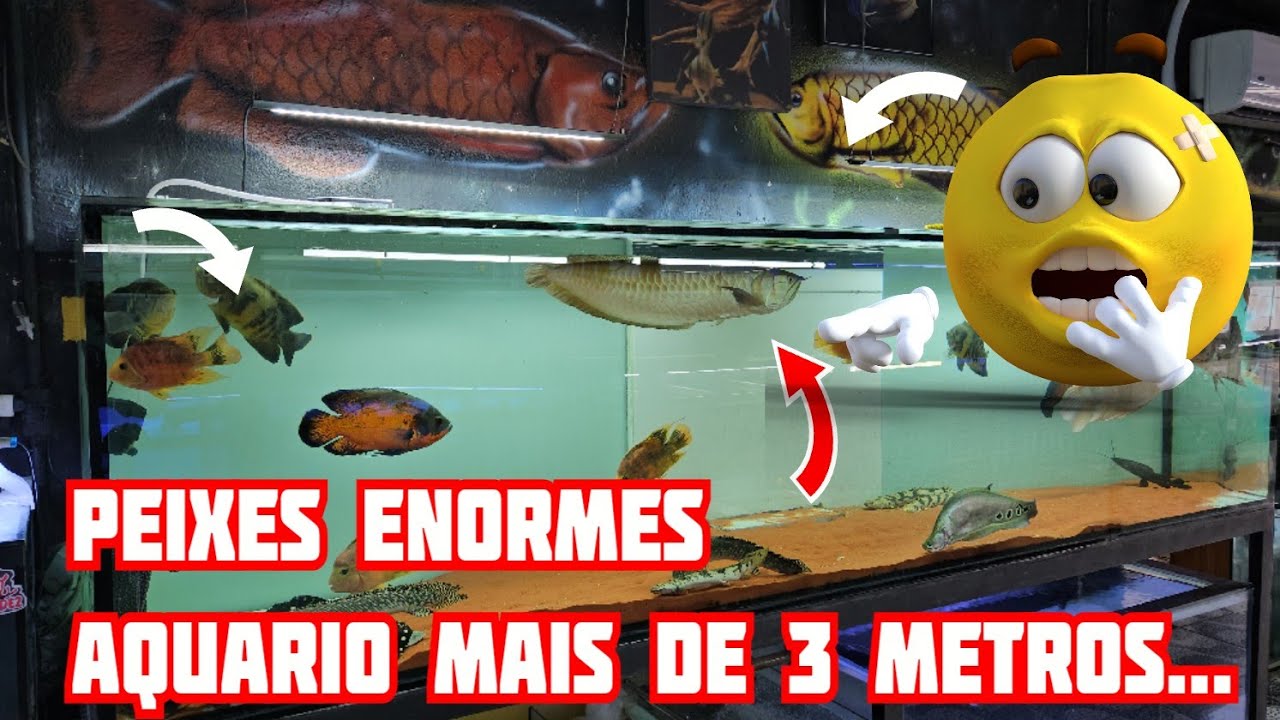 Aquario Jumbo! Mais de 3 metros e peixes gigantes! Na loja Casa do Aquário em São Paulo!