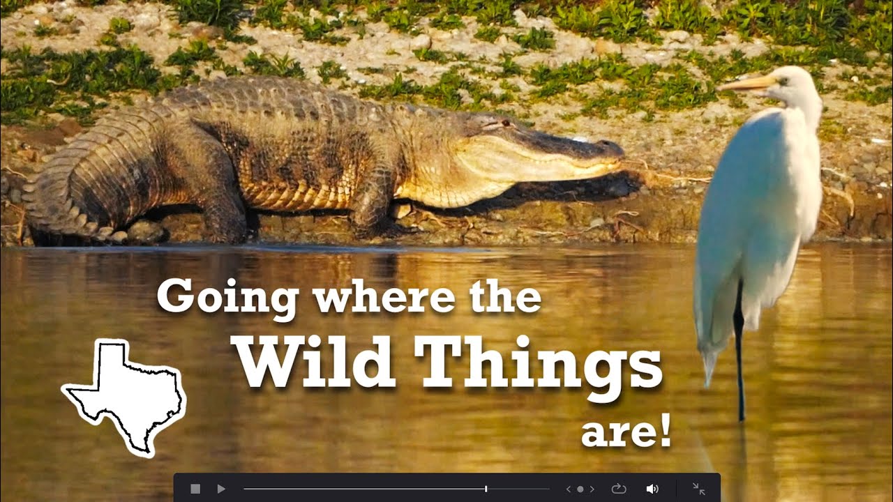 Birding and Wildlife Viewing in Falcon & Choke Canyon State Parks