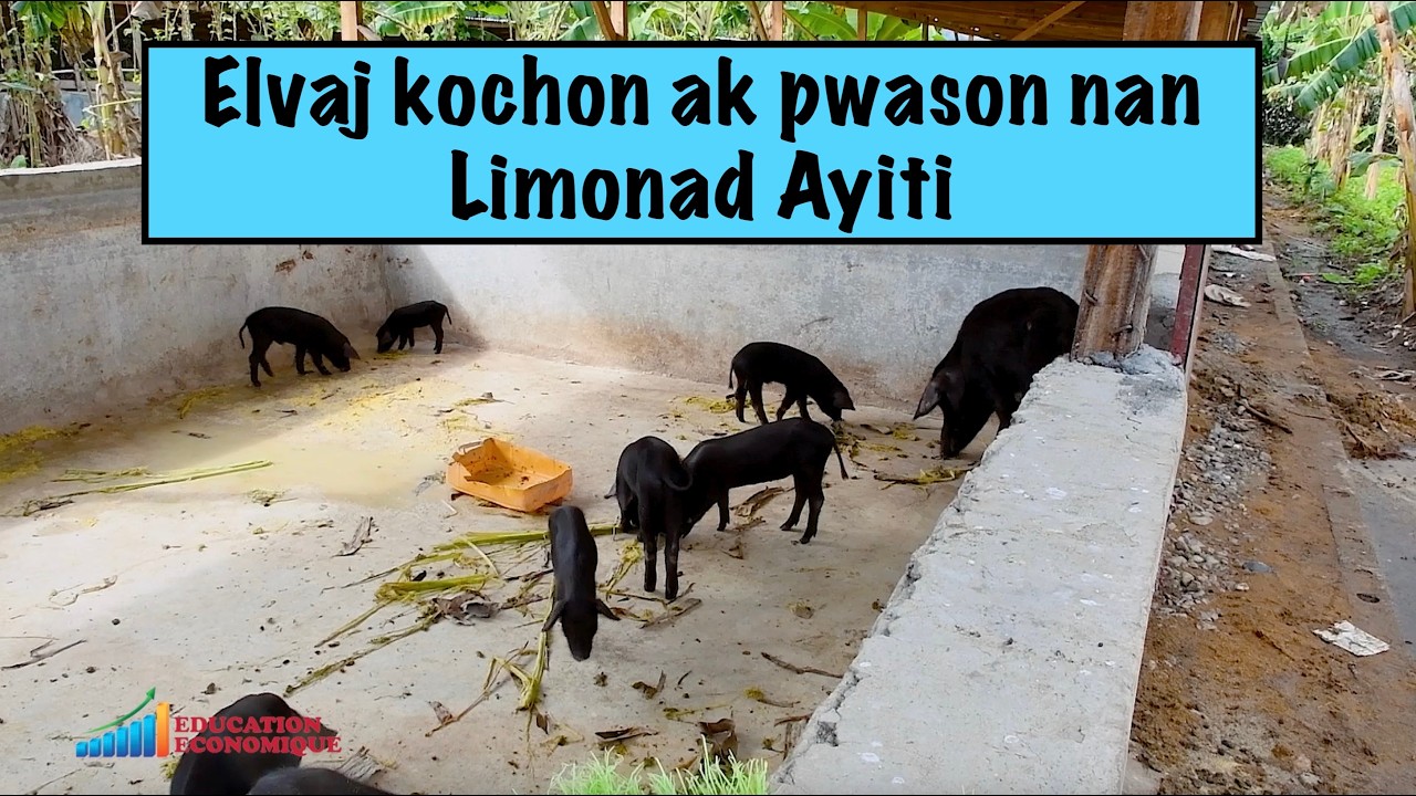 Elvaj kochon ak pwason nan Limonad Ayiti