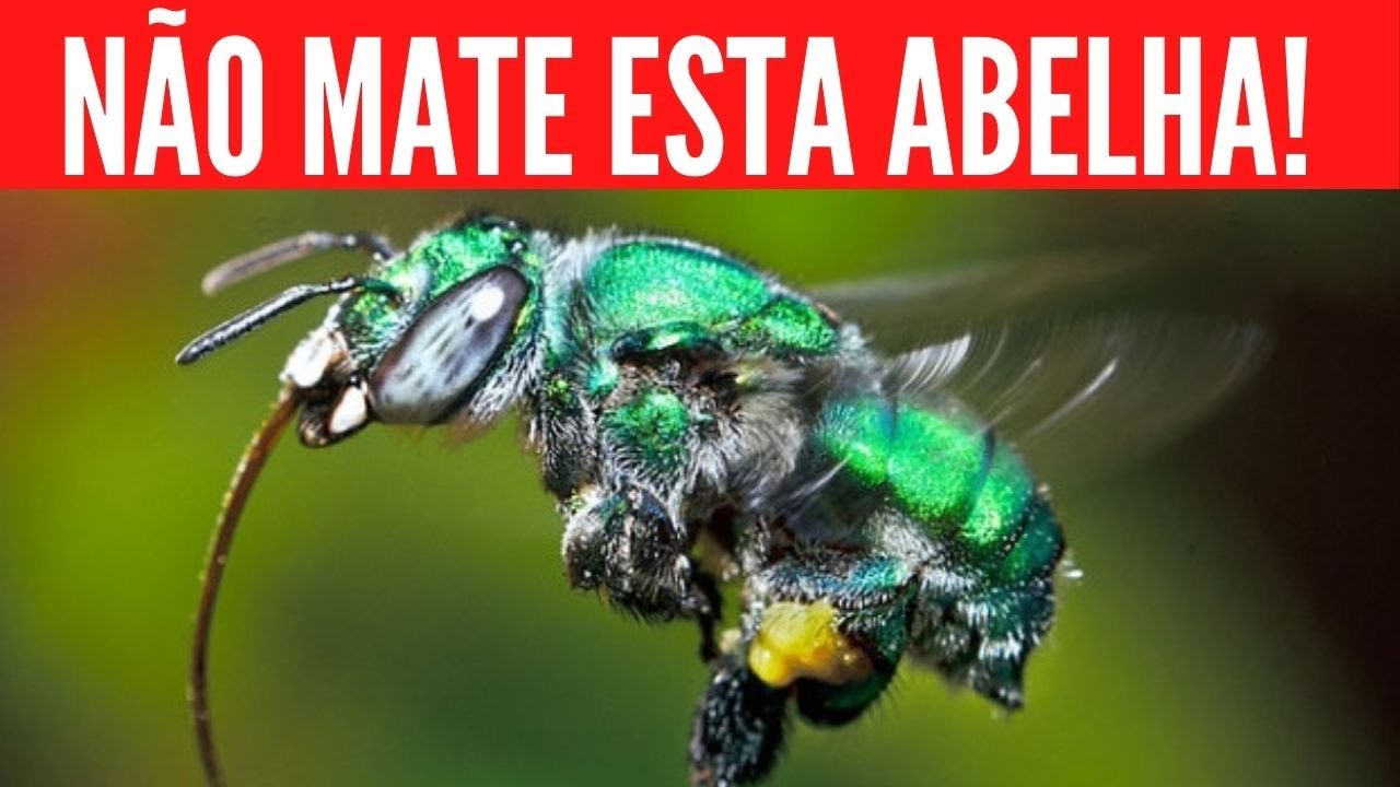N&Atilde;O MATE ESTA ABELHA!! Abelha Verde Solit&aacute;ria Euglossini Abelhas das Orqu&iacute;deas