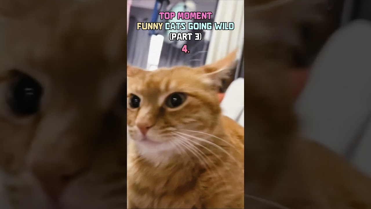 Top Moments: Funny Cats Going Wild 3