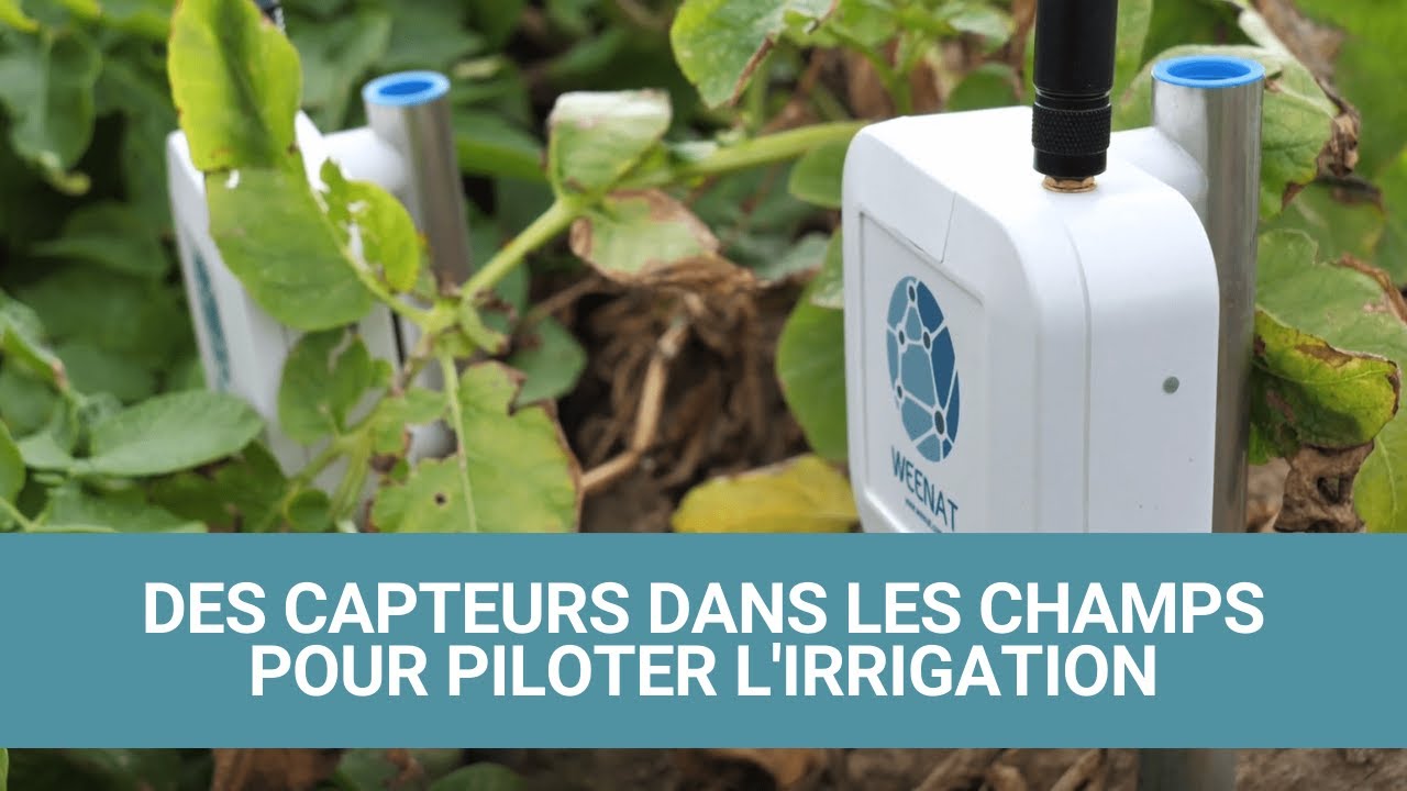 WEENAT - Des capteurs connectés pour optimiser le pilotage de l'irrigation
