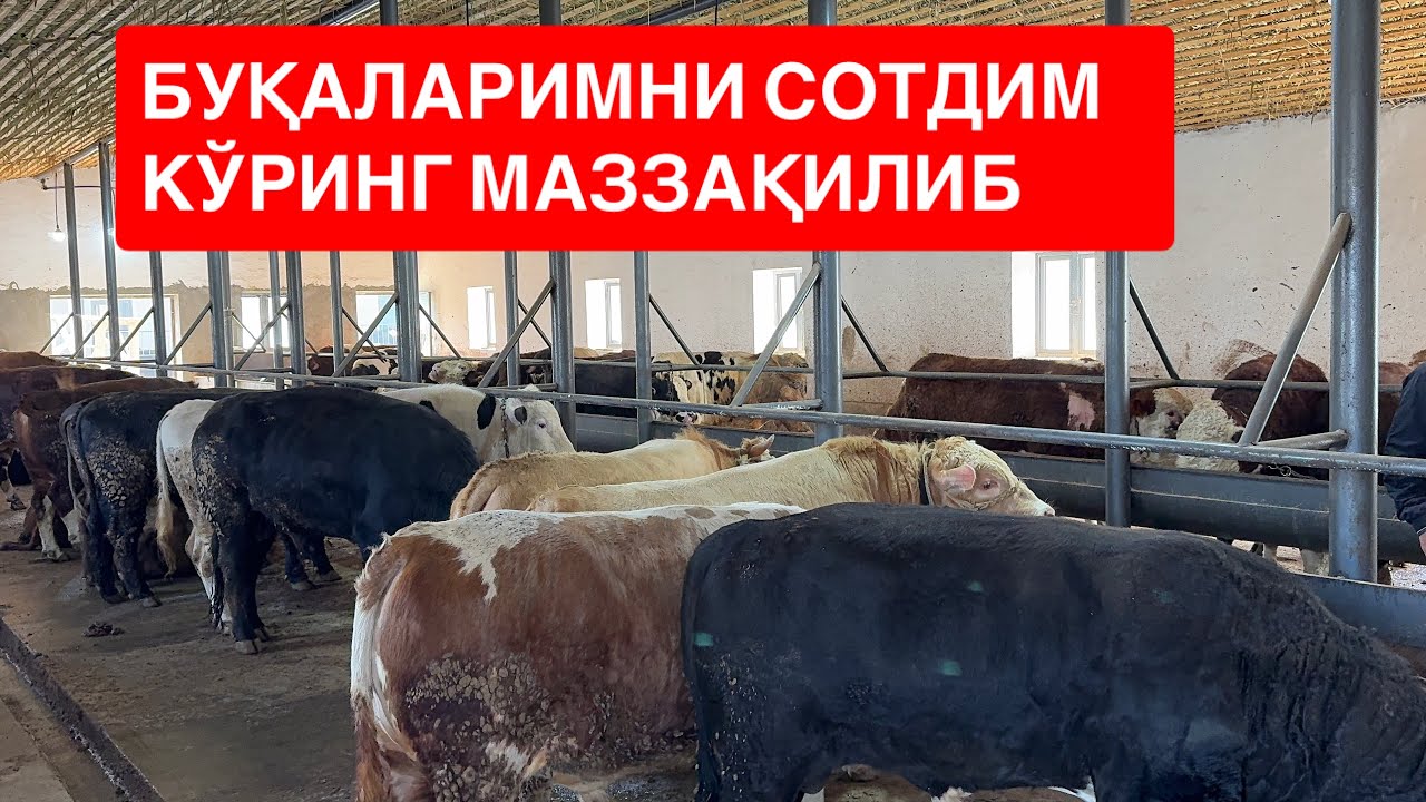 БУҚА БОҚИБ ЎЗ НИЯТИМГА ЭРИШДИМ 🇺🇿💸👍🏻МЕН СИЗЛАРГАХАМ ТАВСИЯ ҚИЛАМАН. 