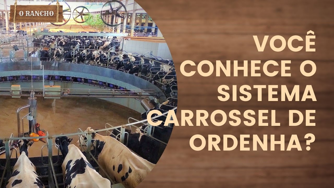 VOCÊ CONHECE O SISTEMA CARROSSEL DE ORDENHA?