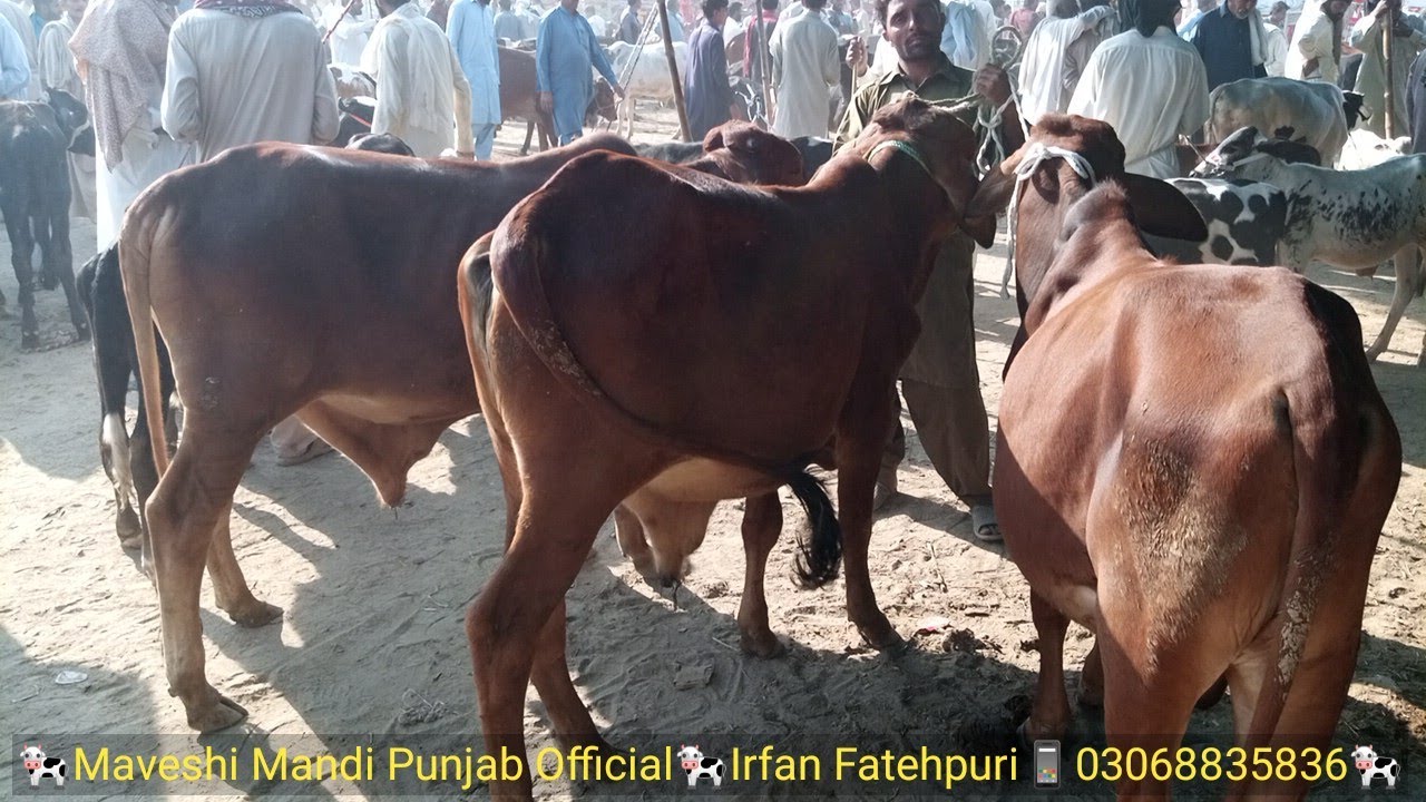 Pure Sahiwal bull for sale in Pakistan at low price - Sahiwal bull price in Punjab Pakistan - MMPO