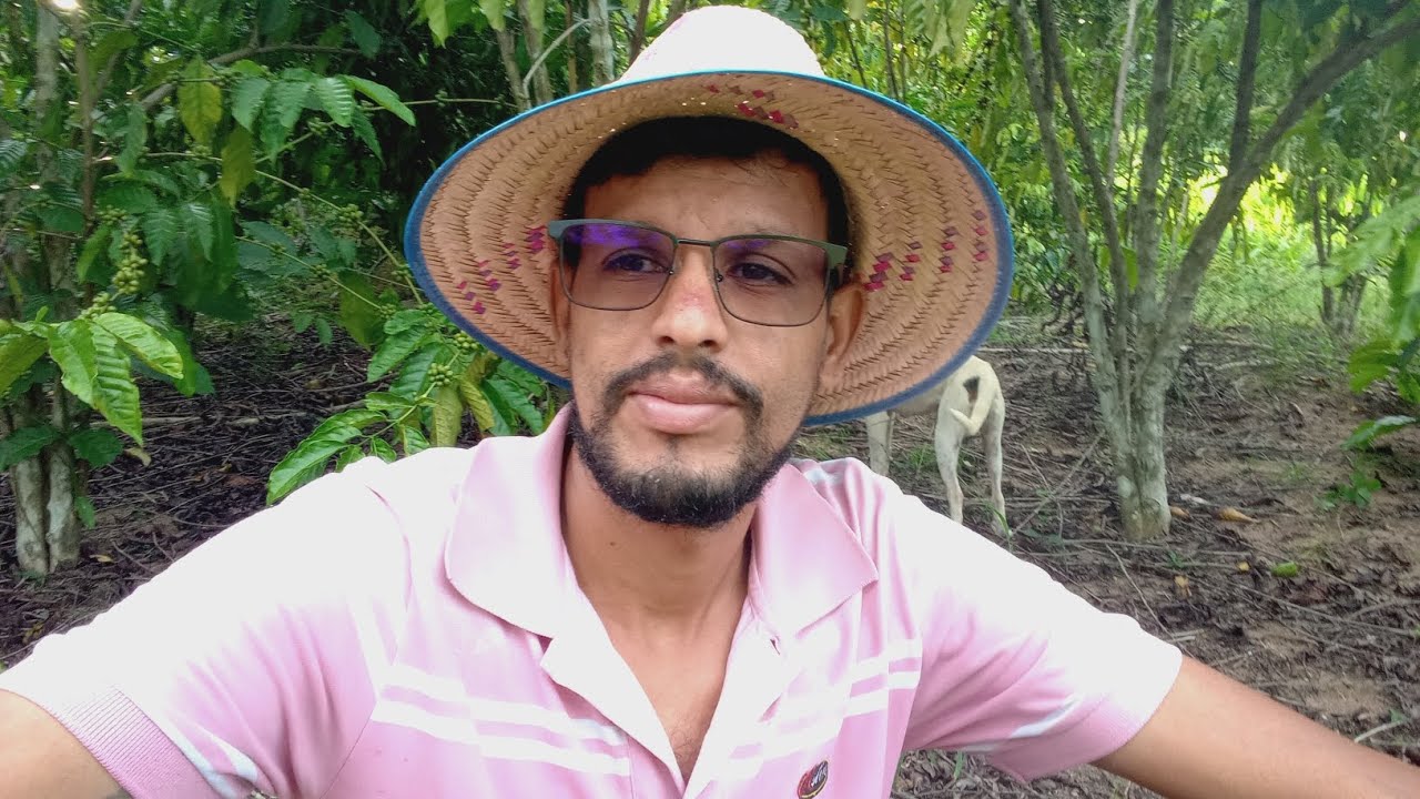 Limpei os pé de cacau plantei quiabo 
