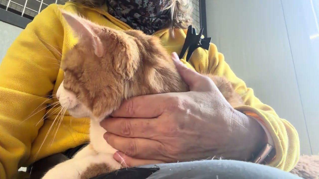 Triple A Gatos Murphy RCancio
