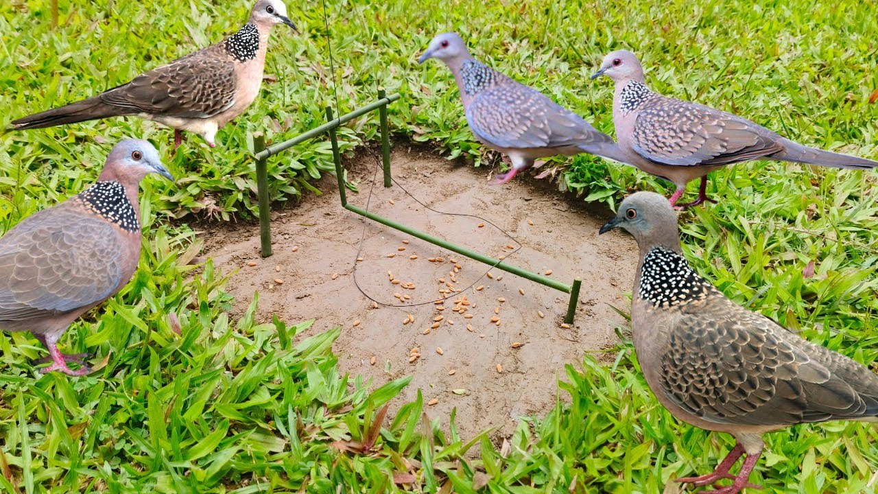 How to make Vary simple bird trap #nature #birds #trap #live #shorts