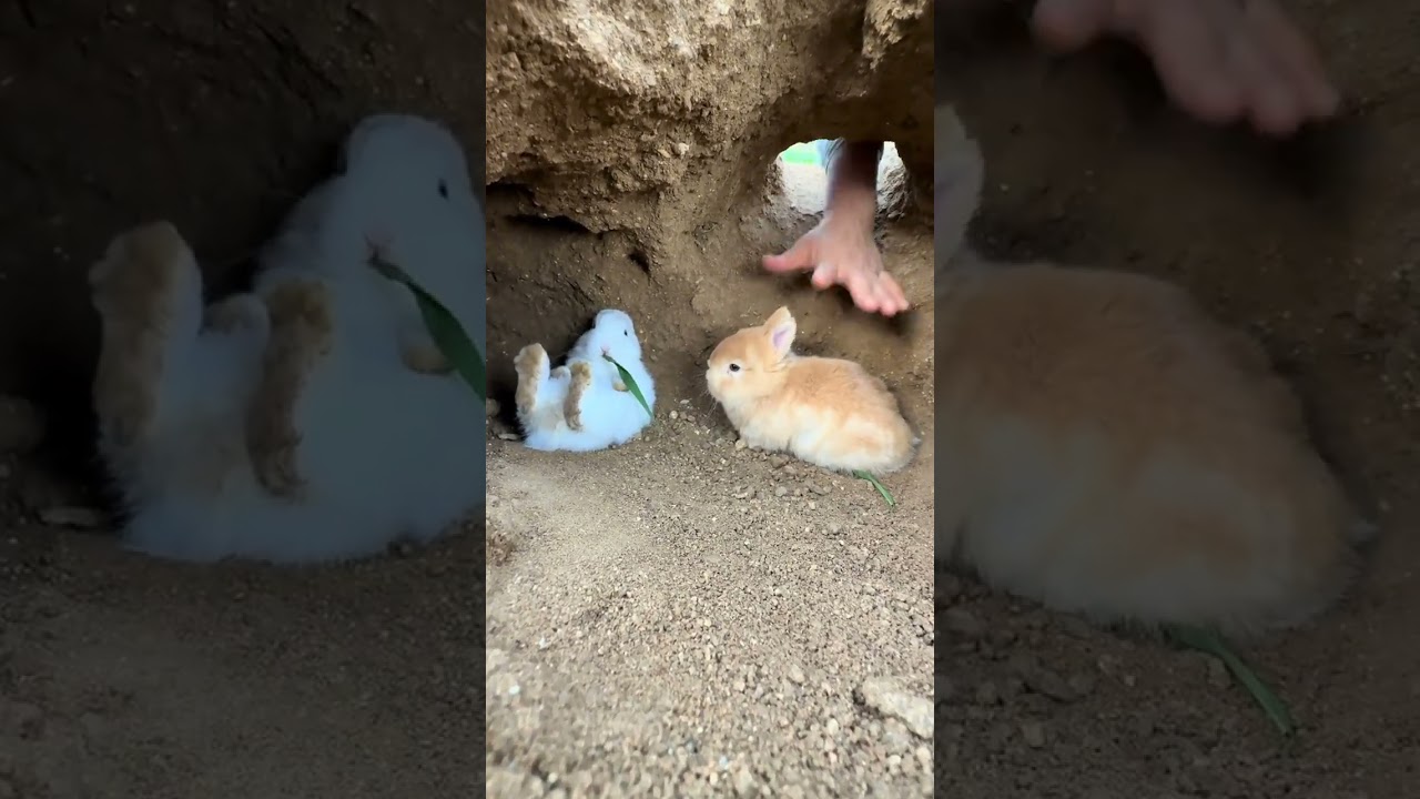 Catching rabbit, cute pet debut plan, original Rabbit Golden Sun