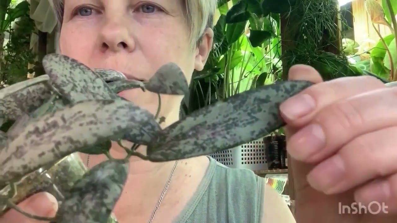 🌺Цветочные новости…. Января 😊🫶🌺