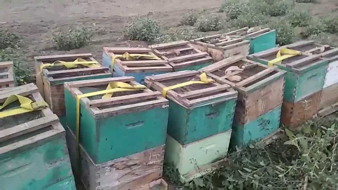 Herramienta de facil fabricacion para trasladar colmenas