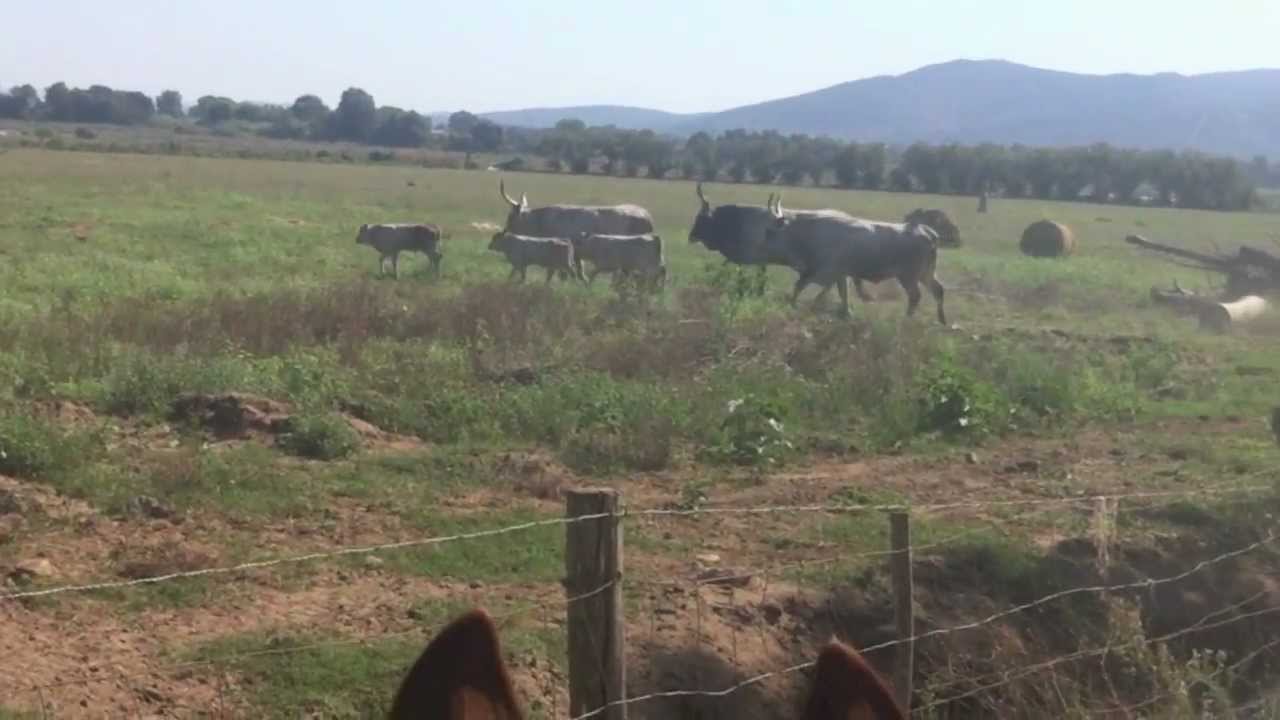 Maremma Butteri & Cowboys.mov