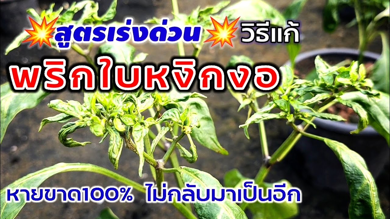 💥สูตรเร่งด่วน💥 วิธีแก้พริกใบหงิกงอ หายขาด100% ไม่กลับมาเป็นอีก