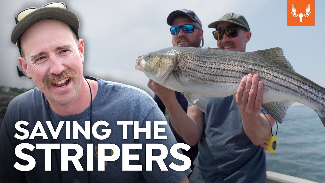 Is Catch-and-Release Fishing Killing Striped Bass? | Cal In the Field