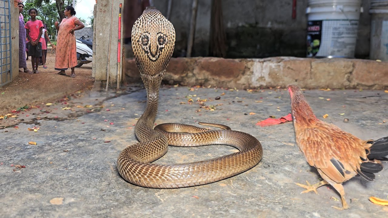 #Indian #spectacled venomous cobra snake Rescue contact 7396969617