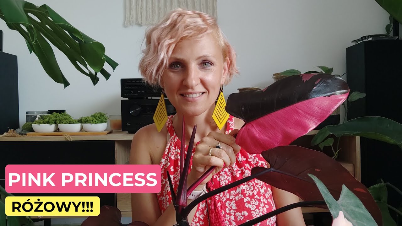 Filodendron Pink Princess | Różowe liście! | Jak to zrobiłam? | Porównanie dwóch okazów || PIPILOTKA