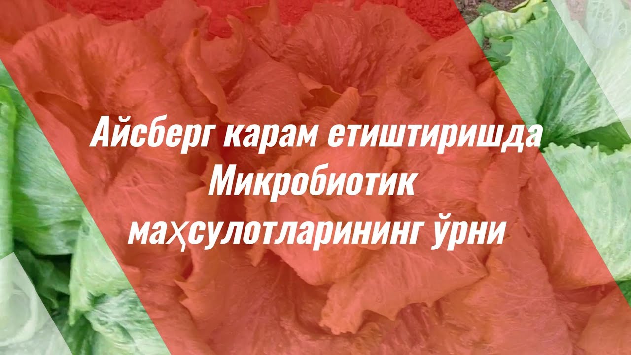 Айсберг карам етиштиришда Микробиотик махсулотларининг роли! 2022-йил