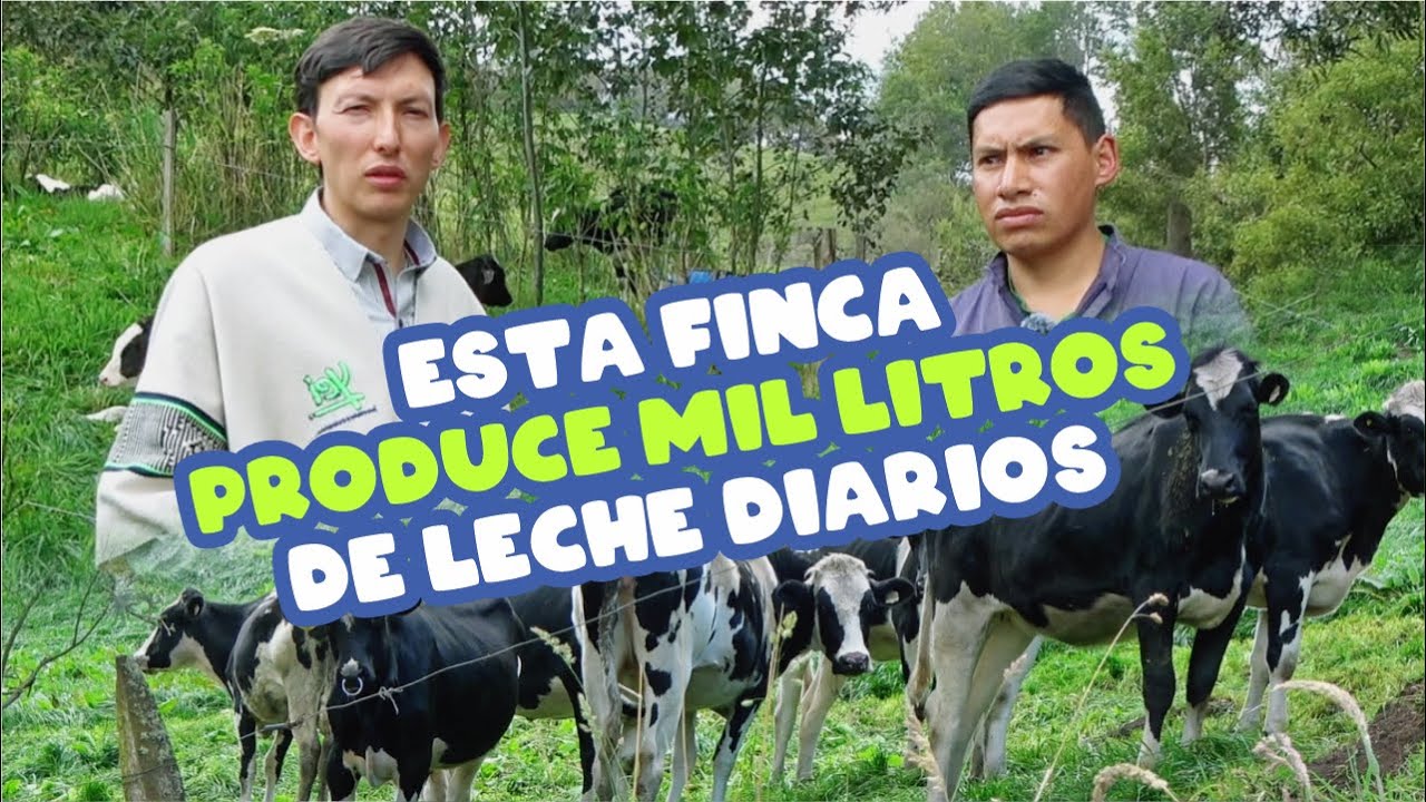 Fui a una finca donde se producen 1.000 litros diarios de leche | YeiGuerraM