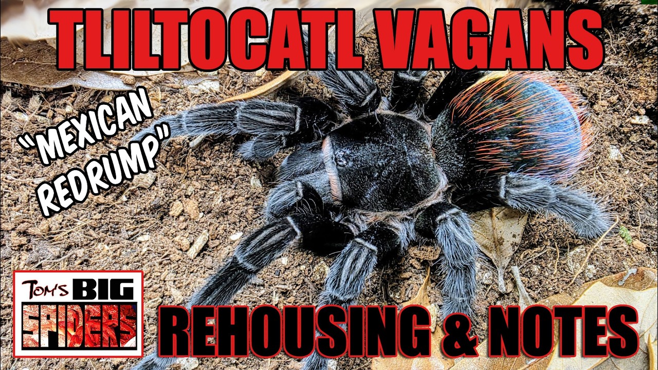 Tliltocatl vagans 