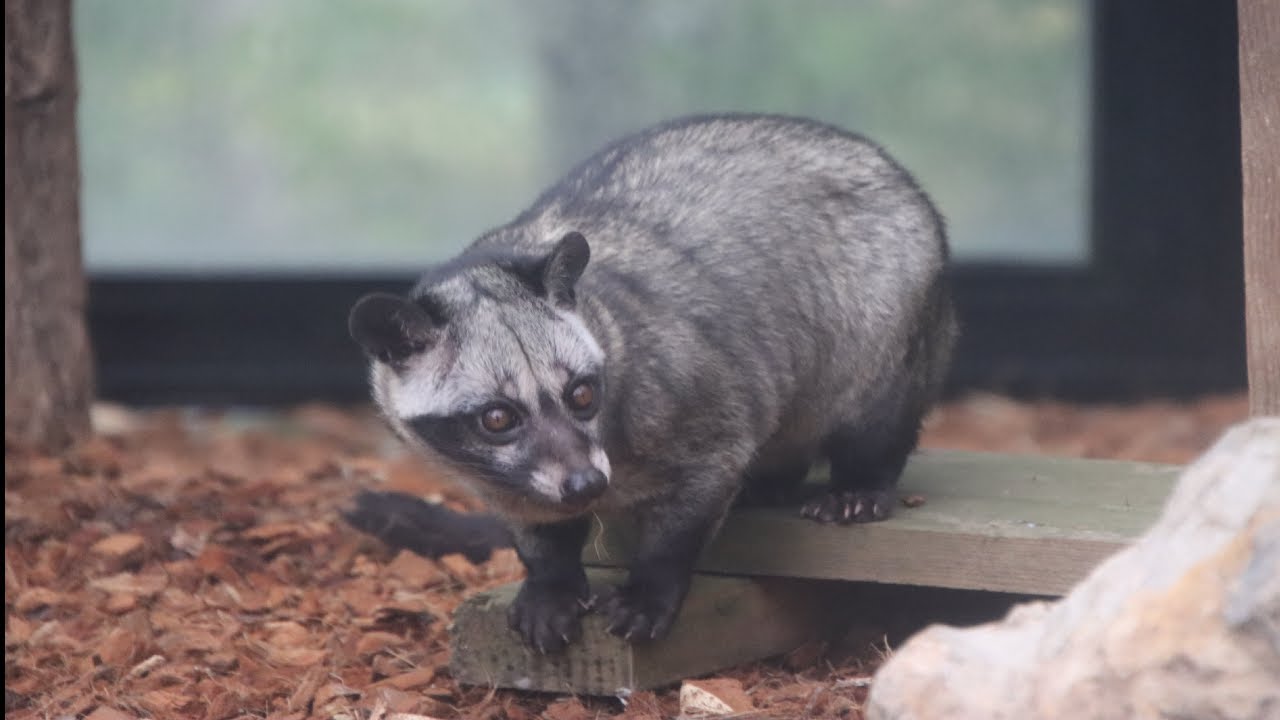 Loewaks (Palmrollers) / Civettse palmiste / Asian palm civets : Pairi Daiza 2024