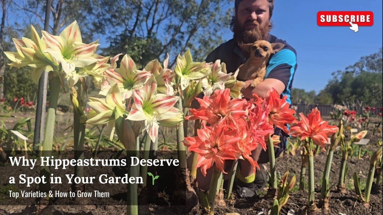 Why Hippeastrums Deserve a Spot in Your Garden 🌱 | Top Varieties & How to Grow Them