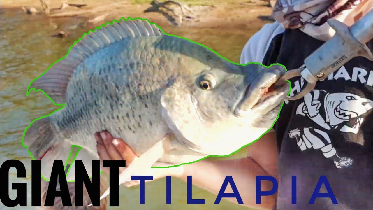 catching ENORMOUS Tilapia (bream/kurper) off the boat in Zimbabwe