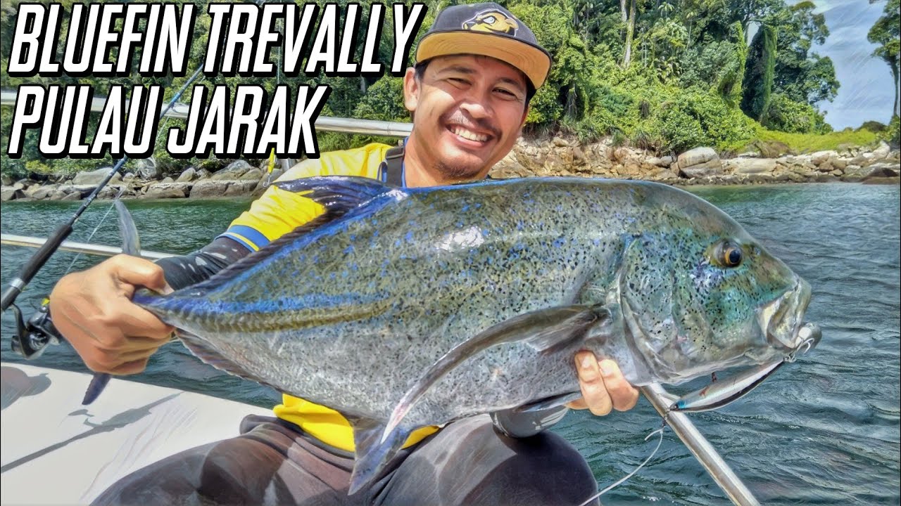 | Casting Bluefin Trevally Guna Sinking Minnow | Ep. 113 | Pulau Jarak | Daiwa BG Airbail |