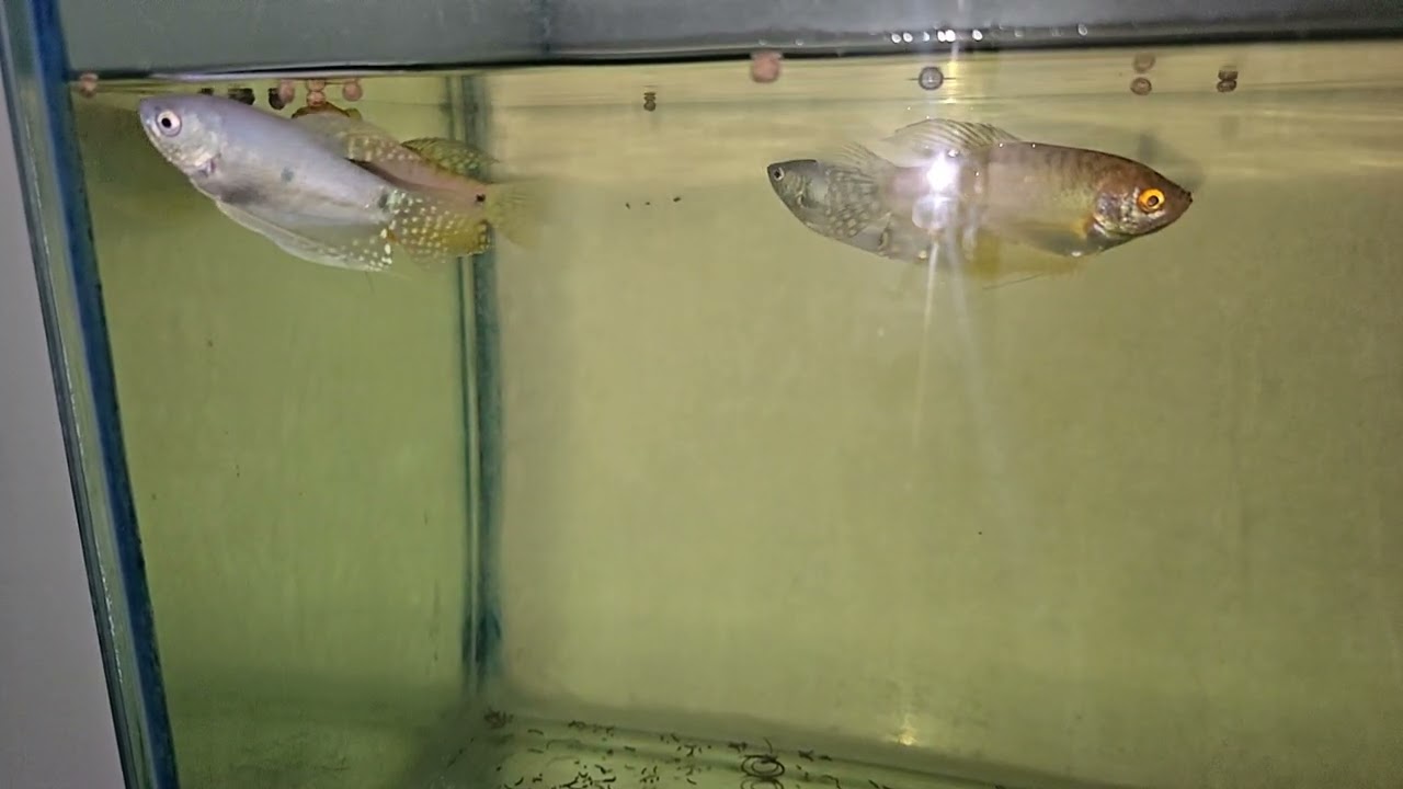 21 October gourmi 🐳 2025