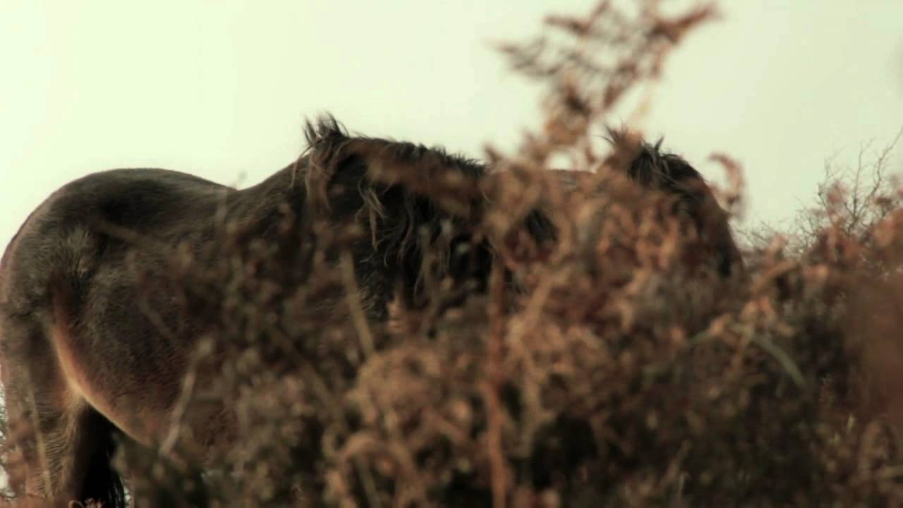 Wild Ponies on Exmoor. Somerset