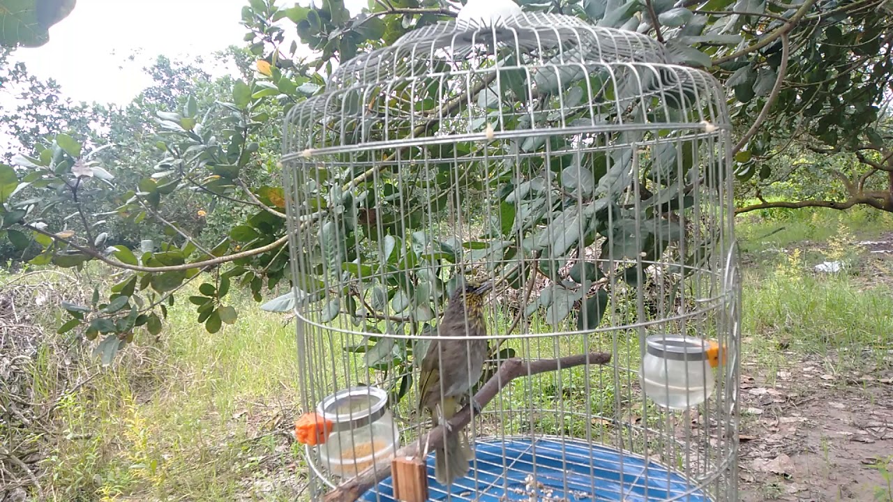 tiếng chim hoạch thơm mồi hót  